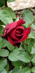 Close-up of red rose