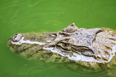 High angle view of crocodile swimming in lake