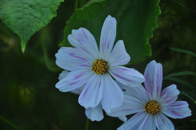 Close-up of purple flowering plant