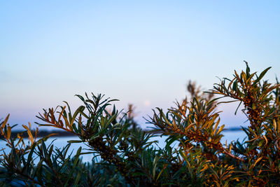 Close-up of plants against clear sky