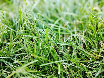 Close-up of grass growing on grassy field