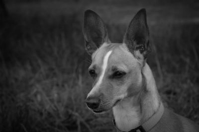 Portrait of dog