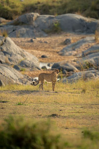 Cheetah walking on field