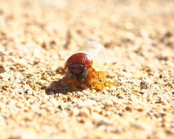 Close-up of crab on sand