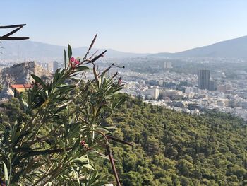 Plants and buildings against sky