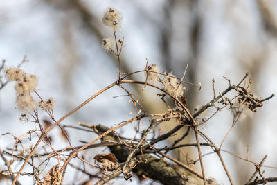 Low angle view of dried plant on snow covered tree