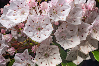 Close-up of pink cherry blossoms in spring