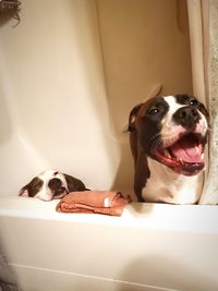 Portrait of dogs waiting for bath time