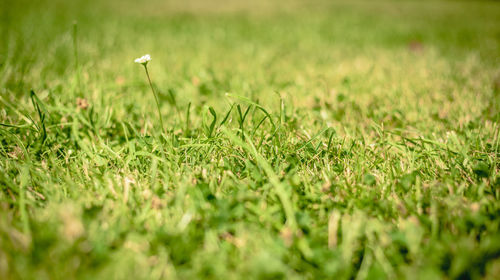 Grass growing on grassy field