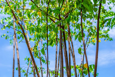 Low angle view of coconut palm tree against blue sky