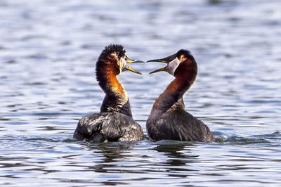 Ducks swimming in lake