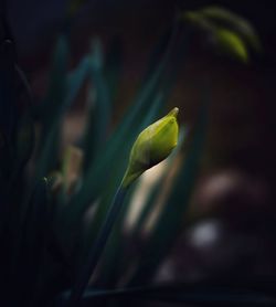 Close-up of yellow flower bud