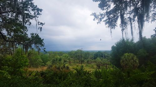 Scenic view of forest against sky