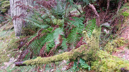 Trees growing in forest