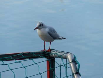 Seagull perching on railing against sea