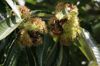 Close-up of plant growing outdoors