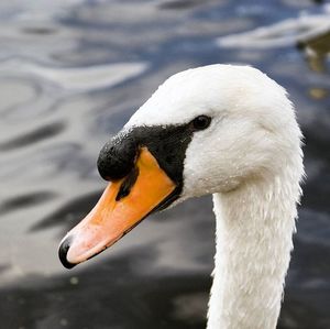 Close-up of white bird