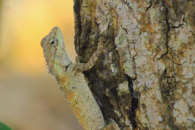 Close-up of lizard on tree trunk