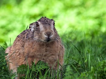 Close-up of an animal on land