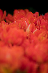 Full frame shot of pink flower