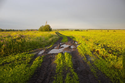 Scenic view of agricultural field against sky