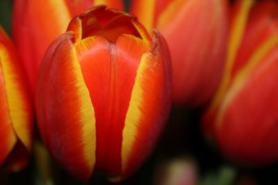 Close-up of red tulip