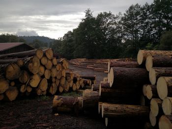 Stack of logs in forest