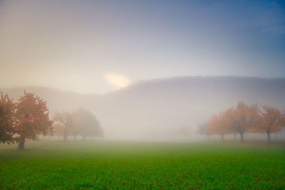 Trees on field against sky at foggy weather