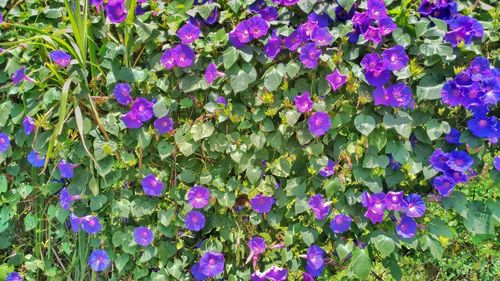 Full frame shot of purple flowers