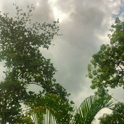 Low angle view of trees against cloudy sky