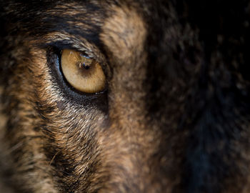 Close-up portrait of dog