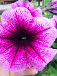 Close-up of pink flower