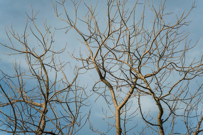 Low angle view of bare tree against clear blue sky