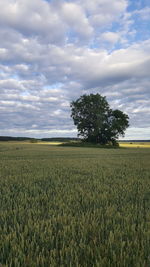 Scenic view of field against sky