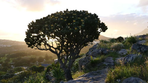 Trees on landscape against sky during sunset