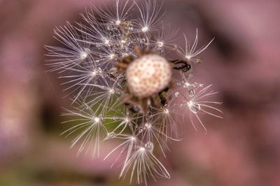 Close-up of dandelion on plant