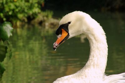 Close-up of swan in lake