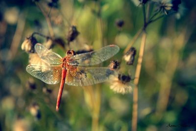 Close-up of dragonfly on plant