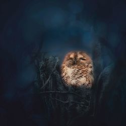 Close-up of cat sleeping
