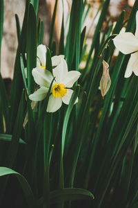 Close-up of white flowering plant