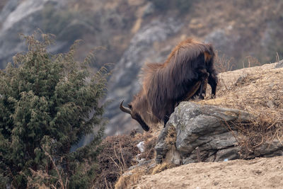 A himalayan tahr climbing down a cliff in the himalayan mountains.