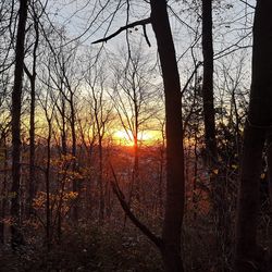 Silhouette trees in forest against sky during sunset