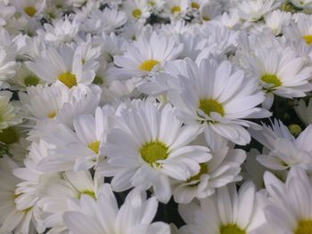 Full frame shot of white flowers