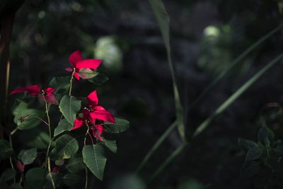 Close-up of pink flowering plant