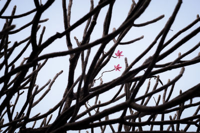 Low angle view of bare tree against sky