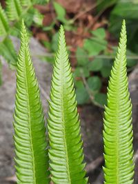 Close-up of fern leaves