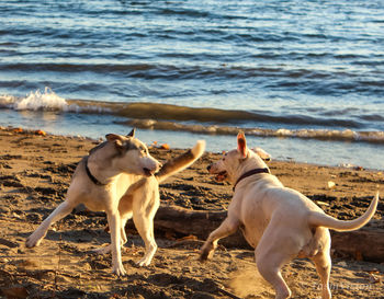 Dogs on beach