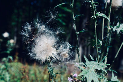 Close-up of wilted plant