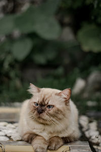 Close-up portrait of cat at home