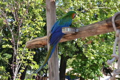 Low angle view of bird perching on tree